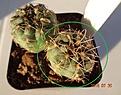 Нажмите на изображение для увеличения.

Название:	629.1 Gymnocalycium carolinense aff  VG-1060, Cerros Largos, San Luis 20мм 130р.JPG
Просмотров:	298
Размер:	185.6 Кб
ID:	374920