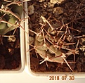Нажмите на изображение для увеличения.

Название:	648.1 Gymnocalycium intertextum,  “ long spine selection” 15-20мм 90, 20-25мм 100, 27-29мм 120р.JPG
Просмотров:	302
Размер:	96.1 Кб
ID:	374921