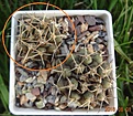 Нажмите на изображение для увеличения.

Название:	649.2 Gymnocalycium marsoneri ssp. new VG-1329, Choya, Santiago del Estero, 408m)  НОВАЯ популяция!   20мм 130, 25мм 140.JPG
Просмотров:	306
Размер:	190.4 Кб
ID:	374922