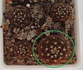 Нажмите на изображение для увеличения.

Название:	663.1 Gymnocalycium ragonesei P 18 (мини форма) Salinas Grandes,  Cordoba  мини, плоский, шоколадный, 16мм 120руб.JPG
Просмотров:	301
Размер:	140.0 Кб
ID:	374923