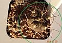 Нажмите на изображение для увеличения.

Название:	675.1 Gymnocalycium schmiedianum ssp. asperum VG-1392,Mesada de Zarade,Cat Супер! двухцветные колючки, 25мм 200р.JPG
Просмотров:	301
Размер:	186.7 Кб
ID:	374925