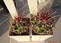 Нажмите на изображение для увеличения.

Название:	688.1 Hamatocactus hamatacanthus RUS-024, El Porteto, Dur  красивые длинные 2-х цветные колючки, 25-30мм 130,  35-40мм 150.JPG
Просмотров:	294
Размер:	197.7 Кб
ID:	374926