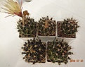 Нажмите на изображение для увеличения.

Название:	689.1 Hamatocactus setispinus крупные очень ароматные желтые цветки с красной горловиной, 45-50мм 150,  50-55мм 170.JPG
Просмотров:	305
Размер:	206.6 Кб
ID:	374927