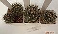 Нажмите на изображение для увеличения.

Название:	690.1 Hamatocactus setispinus REPP 1016B крупные очень ароматные желтые цв с красной горловиной, 25-30мм 130, 30-35мм 140, 35-40мм 150, 40-45мм 170р.JPG
Просмотров:	291
Размер:	161.4 Кб
ID:	374928