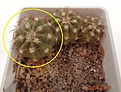 Нажмите на изображение для увеличения.

Название:	701.3 Melocactus matanzanus 25мм 100р.JPG
Просмотров:	297
Размер:	173.3 Кб
ID:	374932