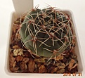 Нажмите на изображение для увеличения.

Название:	726.1 Gymnocalycium baldianum VG 351  26мм 130.JPG
Просмотров:	298
Размер:	107.5 Кб
ID:	374933