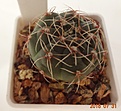 Нажмите на изображение для увеличения.

Название:	726.1 Gymnocalycium baldianum VG 351  26мм 130.JPG
Просмотров:	286
Размер:	107.5 Кб
ID:	374933