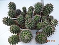 Нажмите на изображение для увеличения.

Название:	728.1С Mammillaria polythele  20-30мм 120, 30-40мм 130, 40-45мм 140, 45-50мм 150р.JPG
Просмотров:	299
Размер:	307.6 Кб
ID:	374934