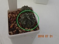 Нажмите на изображение для увеличения.

Название:	755.1 Astrophytum CAPAS cv. Ooibo rusty areola 22мм 160.JPG
Просмотров:	291
Размер:	72.0 Кб
ID:	374935