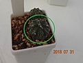 Нажмите на изображение для увеличения.

Название:	755.1 Astrophytum CAPAS cv. Ooibo rusty areola 22мм 160.JPG
Просмотров:	279
Размер:	72.0 Кб
ID:	374935