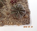 Нажмите на изображение для увеличения.

Название:	757.1 Astrophytum CAPxSK 15мм 130р.JPG
Просмотров:	301
Размер:	89.0 Кб
ID:	374936