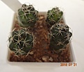 Нажмите на изображение для увеличения.

Название:	806.1 Coryphantha pycnacantha 15-20мм 120.JPG
Просмотров:	289
Размер:	93.4 Кб
ID:	374937