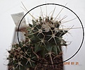 Нажмите на изображение для увеличения.

Название:	829.1 Mammillaria saxicola ML 73 Jalpan 40-45мм 160р.JPG
Просмотров:	297
Размер:	155.1 Кб
ID:	374938