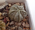 Нажмите на изображение для увеличения.

Название:	846.1 Astrophytum COAS 15мм 100.JPG
Просмотров:	294
Размер:	94.1 Кб
ID:	374939