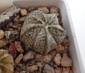 Нажмите на изображение для увеличения.

Название:	846.1 Astrophytum COAS 15мм 100.JPG
Просмотров:	282
Размер:	94.1 Кб
ID:	374939