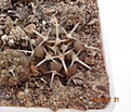 Нажмите на изображение для увеличения.

Название:	853.1 Gymnocalycium pungens 17-19мм 110р.JPG
Просмотров:	298
Размер:	142.1 Кб
ID:	374940