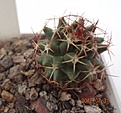 Нажмите на изображение для увеличения.

Название:	859.1 Mammillaria saxicola 25мм 140р.JPG
Просмотров:	291
Размер:	111.0 Кб
ID:	374941