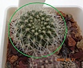 Нажмите на изображение для увеличения.

Название:	863.1 Rebutia senilis 20мм 110р.JPG
Просмотров:	300
Размер:	131.9 Кб
ID:	374942