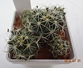 Нажмите на изображение для увеличения.

Название:	886.1 Coryphantha sulcata SB 389, Kimble County, Texas, USA 20-21мм 150,  22-23мм 170р.JPG
Просмотров:	311
Размер:	136.4 Кб
ID:	374943