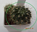 Нажмите на изображение для увеличения.

Название:	892.1 Echinopsis ancistrophora TB 0418.1, Cuesta de Lajar, 1934m 30 мм 110р.JPG
Просмотров:	292
Размер:	120.7 Кб
ID:	374944