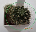 Нажмите на изображение для увеличения.

Название:	892.1 Echinopsis ancistrophora TB 0418.1, Cuesta de Lajar, 1934m 30 мм 110р.JPG
Просмотров:	279
Размер:	120.7 Кб
ID:	374944