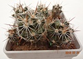 Нажмите на изображение для увеличения.

Название:	900.1 Escobaria vivipara SB 923, Keith County, Nevada, USA 15-20мм 90р.JPG
Просмотров:	294
Размер:	154.9 Кб
ID:	374945