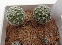 Нажмите на изображение для увеличения.

Название:	903.1 Gymnocactus knuthianus RS 678, Villar, San Luis Potosi, Mexico 15-17мм 190р.JPG
Просмотров:	289
Размер:	103.1 Кб
ID:	374946