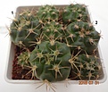 Нажмите на изображение для увеличения.

Название:	928.1 Gymnocalycium neuhuberi GN 77, Suyuque Nuevo 20-25мм 120р.JPG
Просмотров:	282
Размер:	154.6 Кб
ID:	374947