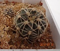 Нажмите на изображение для увеличения.

Название:	931.1 Gymnocalycium parvulum v. amoenum VG 1078, Cerro Bola, Cordoba, Argentina, 1211m 17мм 110 руб.JPG
Просмотров:	291
Размер:	96.4 Кб
ID:	374948