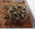 Нажмите на изображение для увеличения.

Название:	931.1 Gymnocalycium parvulum v. amoenum VG 1078, Cerro Bola, Cordoba, Argentina, 1211m 17мм 110 руб.JPG
Просмотров:	278
Размер:	96.4 Кб
ID:	374948