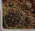 Нажмите на изображение для увеличения.

Название:	936.1 Gymnocalycium riojense ssp. paucispinum KP 272, Se Ancasti, NW of Icano III. 482m, p. Santiago de Estero, Argentina 15мм 150р.JPG
Просмотров:	301
Размер:	107.9 Кб
ID:	374949