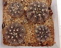 Нажмите на изображение для увеличения.

Название:	937.1 Gymnocalycium riojense v. guasayanense VG 065, Esquin, Catamarca, Argentina 20-23 180 р.JPG
Просмотров:	292
Размер:	168.2 Кб
ID:	374950