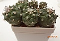 Нажмите на изображение для увеличения.

Название:	1020.1 Turbinicarpus lophophoroides 20мм 140, 24мм 160.JPG
Просмотров:	293
Размер:	106.3 Кб
ID:	374953