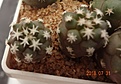 Нажмите на изображение для увеличения.

Название:	1021.1 Turbinicarpus lophophoroides PP 207, West of Las Tablas 15km, San Luis Potosi, Mexico 15мм 120,  20мм 140.JPG
Просмотров:	304
Размер:	101.7 Кб
ID:	374954