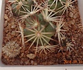Нажмите на изображение для увеличения.

Название:	1157.1 Coryphantha delaetiana KKR 337 15мм 100р.JPG
Просмотров:	300
Размер:	127.6 Кб
ID:	374956
