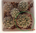 Нажмите на изображение для увеличения.

Название:	1173.1 Gymnocalycium andreae VG 274 15мм 100.JPG
Просмотров:	301
Размер:	169.7 Кб
ID:	374957
