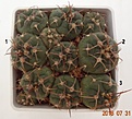 Нажмите на изображение для увеличения.

Название:	1178.1 Gymnocalycium catamarcense v.ensispinum VG 186 15-20мм 130.JPG
Просмотров:	281
Размер:	133.0 Кб
ID:	374958