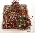 Нажмите на изображение для увеличения.

Название:	1195.1 Gymnocalycium polycephalum 15мм 100,  20мм 110..JPG
Просмотров:	287
Размер:	155.1 Кб
ID:	374959