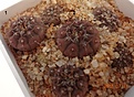 Нажмите на изображение для увеличения.

Название:	1200.1 Gymnocalycium riojense VG 816 15-20мм 150р.JPG
Просмотров:	296
Размер:	179.7 Кб
ID:	374960