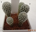 Нажмите на изображение для увеличения.

Название:	1232.1 Turbinicarpus subterraneus v.zaragosae голова 10мм 150р.JPG
Просмотров:	301
Размер:	108.3 Кб
ID:	374962