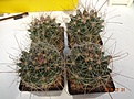 Нажмите на изображение для увеличения.

Название:	9999.1 Ferocactus  hamatacanthus subs. sinuatus детка 55-60/60-75 140 (цветок до 9 см).JPG
Просмотров:	302
Размер:	247.6 Кб
ID:	374964
