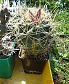 Нажмите на изображение для увеличения.

Название:	9999.1 Ferocactus  hamatacanthus subs. sinuatus 100-120/70-75 220.JPG
Просмотров:	291
Размер:	209.9 Кб
ID:	374965