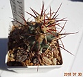 Нажмите на изображение для увеличения.

Название:	Ferocactus emoryi RUS-164 (Micronda Cerro Atlas, Sonorra)35мм 200р.JPG
Просмотров:	289
Размер:	120.4 Кб
ID:	374966