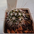 Нажмите на изображение для увеличения.

Название:	Mammillaria nejapensis 22мм 110р.JPG
Просмотров:	281
Размер:	111.3 Кб
ID:	374968