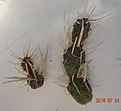 Нажмите на изображение для увеличения.

Название:	Tephrocactus articulatus v.papyracanthus неукор 2 сегм 130, 3 сегм 170.JPG
Просмотров:	298
Размер:	94.9 Кб
ID:	374969