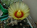 Нажмите на изображение для увеличения.

Название:	Astrophytum asterias f. nudum.jpg
Просмотров:	165
Размер:	184.5 Кб
ID:	374980