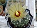 Нажмите на изображение для увеличения.

Название:	Astrophytum asterias cv Planar.jpg
Просмотров:	166
Размер:	179.5 Кб
ID:	374981