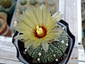 Нажмите на изображение для увеличения.

Название:	Astrophytum asterias cv Planar.jpg
Просмотров:	152
Размер:	179.5 Кб
ID:	374981