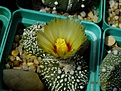 Нажмите на изображение для увеличения.

Название:	Astrophytum asterias x SK.jpg
Просмотров:	155
Размер:	227.4 Кб
ID:	374982