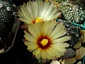 Нажмите на изображение для увеличения.

Название:	Astrophytum COAS.jpg
Просмотров:	160
Размер:	204.9 Кб
ID:	374983